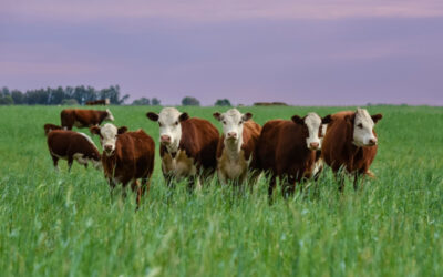 Foyers de MHE dans les élevages : quelle indemnisation ?