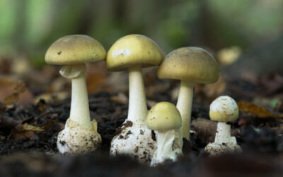 Reconstitution de chiffre d’affaires : une méthode jugée « sommaire » ?