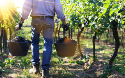 Travail saisonnier agricole : la lutte contre la fraude s’organise