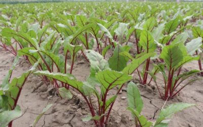 Producteurs de betteraves : ouverture du guichet d’aide financière