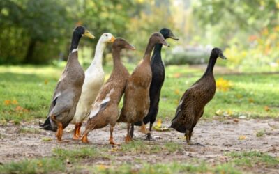 Grippe aviaire : la situation sanitaire s’améliore…