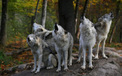 Plan loup : comment protéger les troupeaux ?