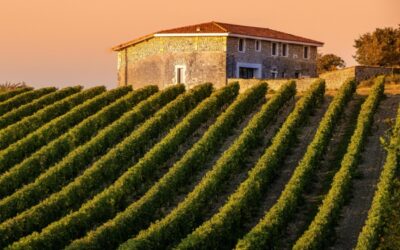Louer un domaine viticole : avec ou sans CVAE ?