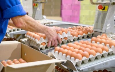 Sécurité alimentaire : la filière « œuf » (encore) concernée