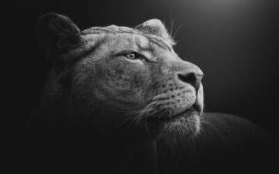 TVA sur les œuvres d’art et les objets de collection : l’administration se met à jour !