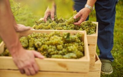 Secteur du vin : que pense l’Autorité de la concurrence de l’instauration de bornes de prix de vente ?