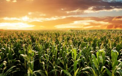 Vente d’une parcelle agricole et préemption de la SAFER : une procédure à respecter