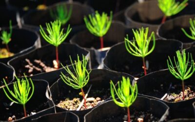 Production de sapins de Noël : de nouvelles règles à respecter !
