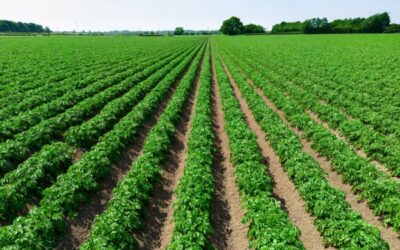 Résiliation d’un bail rural : un locataire trop peu actif ?