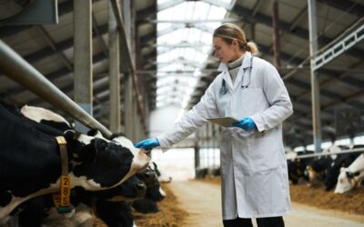 Fièvre ovine : adoption de mesures de surveillance