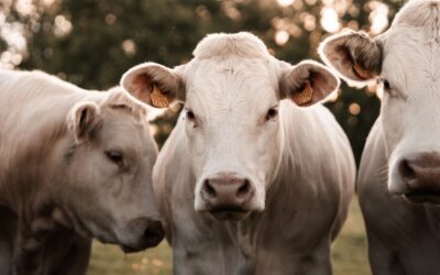 Maladie bovine : une aide financière possible