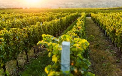 Entreprises viticoles : lancement du prêt bonifié