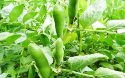 Bactériose vasculaire du haricot : prévenir et guérir