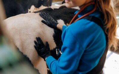 Visites sanitaires obligatoires pour la filière bovine : petite modification de l’expérimentation !