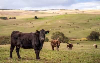 Aides agricoles : précisions pour les bovins et la canne à sucre