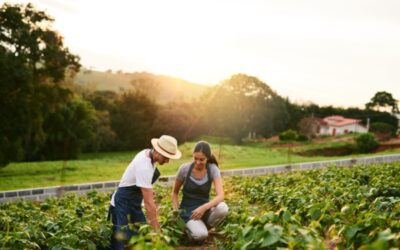 Ajustement de droits à paiement de base : quelques précisions pour les exploitants agricoles…