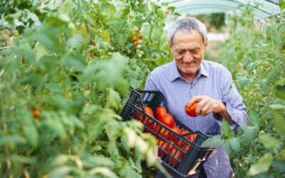 Retraite des non-salariés agricole : alignement sur le régime général