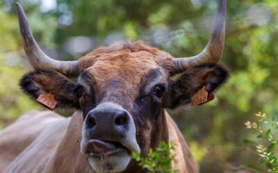 Aide aux bovins en Corse : des conditions précisées